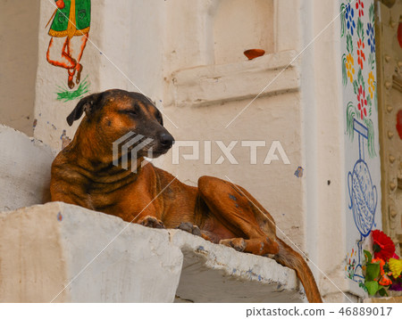 Dog playing at old town of Jodhpur, India 46889017
