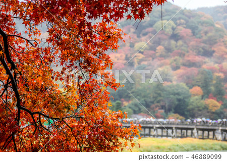 Rainfall on autumn leaves, Arashiyama Togetsubashi distant view Rainfall on autumn leaves, Arashiyama Togetsubashi distant view 46889099