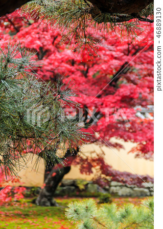 Shikao-in of autumn leaves, the drops of rain on Matsuba Shikao-in of autumn leaves, the drops of rain on Matsuba 46889130