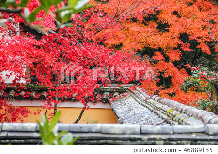 Shio-in寺有雨，Tsukiji-mushi在花園和明亮的紅楓 46889135