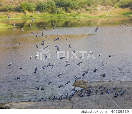 Many birds flying over the lake 46889219