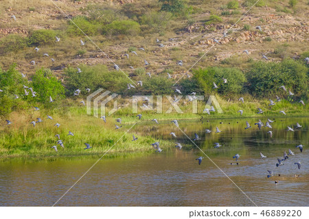 Many birds flying over the lake 46889220