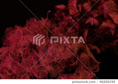 Dead plant (Horror taste) 2 46889299