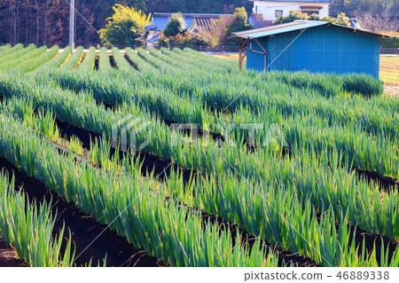 Green onion field Hayami-gun Hiji Green onion field Hayami-gun Hiji 46889338