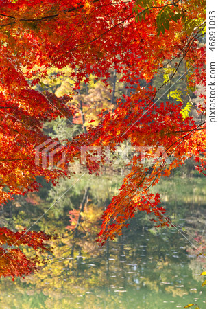 Autumn leaves and water surface Autumn leaves and water surface 46891093