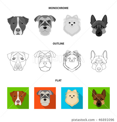 Muzzle of different breeds of dogs.Dog breed Stafford, Spitz, Risenschnauzer, German Shepherd set 46891096