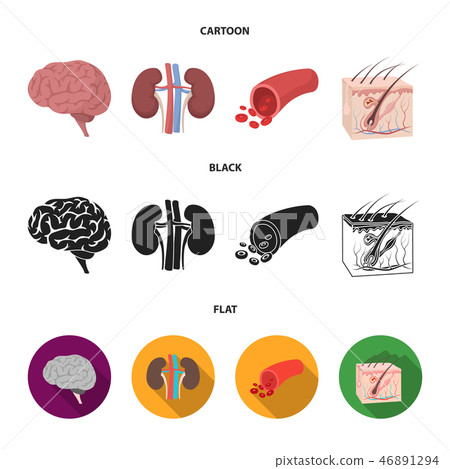 Brain, kidney, blood vessel, skin. Organs set collection icons in cartoon,black,flat style vector Brain, kidney, blood vessel, skin. Organs set collection icons in cartoon,black,flat style vector 46891294