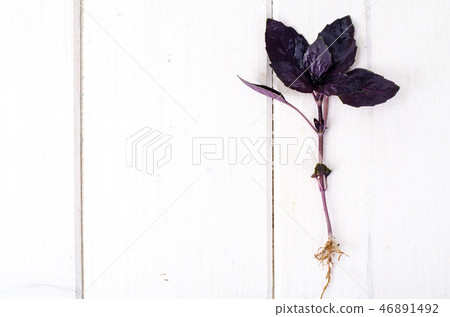Red leaved basil 46891492