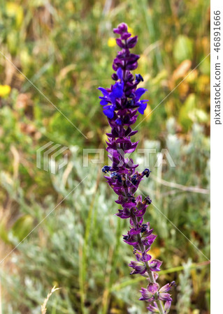 Fresh purple flowers of sage or Salvia divinorum Fresh purple flowers of sage or Salvia divinorum 46891666