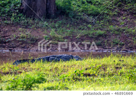Mugger crocodile or Crocodylus palustris on river bank Mugger crocodile or Crocodylus palustris on river bank 46891669