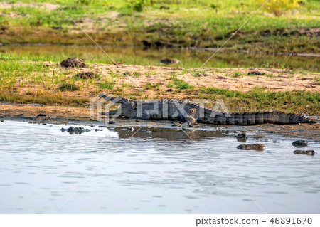 Mugger crocodile or Crocodylus palustris on river bank Mugger crocodile or Crocodylus palustris on river bank 46891670