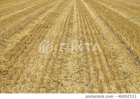 View of an empty stubble field. 46892531