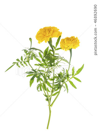 Marigolds with yellow orange flower on white Marigolds with yellow orange flower on white 46892690