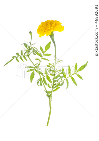 Marigolds with yellow orange flower on white Marigolds with yellow orange flower on white 46892691