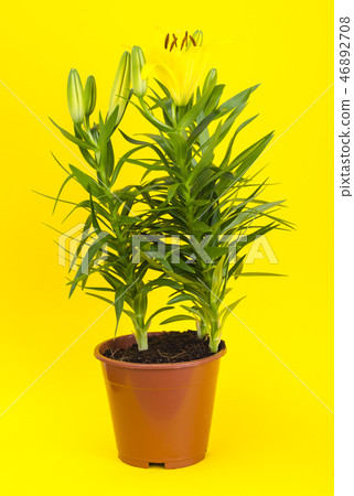Growing of lilies in containers 46892708
