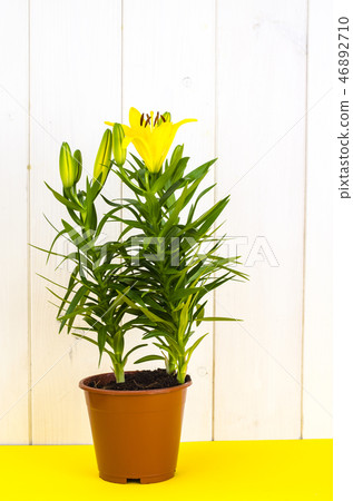 Growing of lilies in containers 46892710