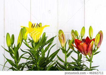 Growing of lilies in containers 46892711