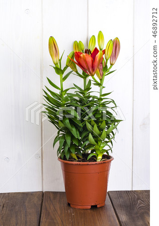 Growing of lilies in containers 46892712