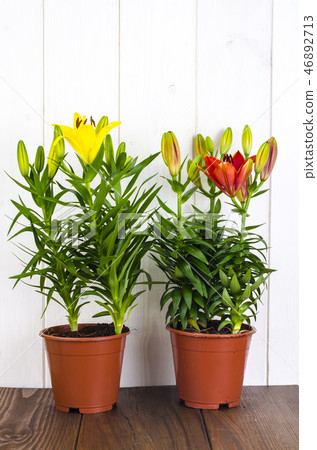 Growing of lilies in containers 46892713