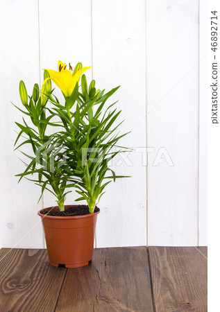 Growing of lilies in containers 46892714