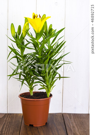 Growing of lilies in containers 46892715