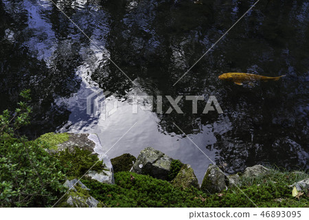 Pond and carp Pond and carp 46893095