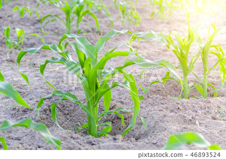 close up young corn seedling grows 46893524