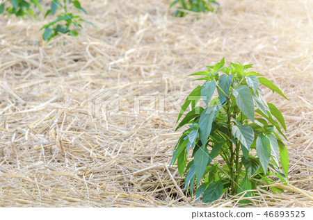 green chili peppers on a tree - Image 46893525
