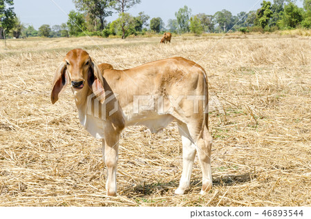 Cow on a summer pasture - Image 46893544