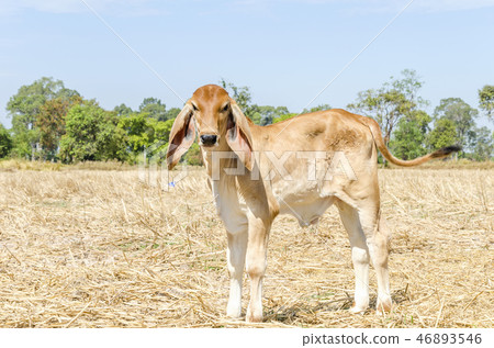 Cow on a summer pasture - Image 46893546