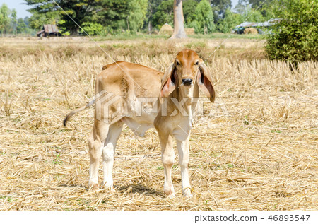 Cow on a summer pasture - Image 46893547