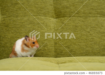 金倉鼠 金倉鼠 46893873