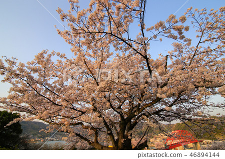 Sakura Sakura Sakura City Ototo Park Sakura 46894144