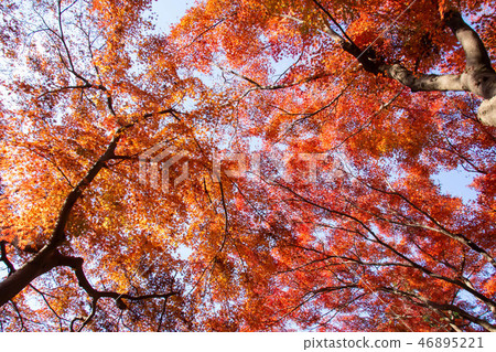 Colorfully colored leaves in the forest 46895221