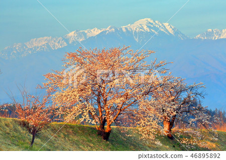 Central Alps of cherry blossoms and residual snow on the Mimine River embankment in Ina City, Nagano Prefecture 46895892