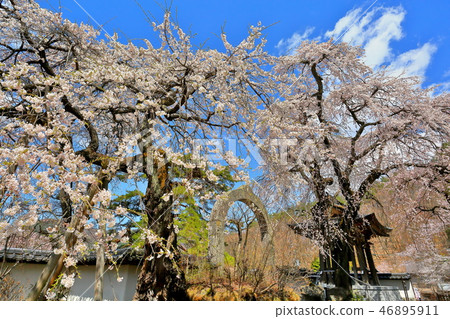 在長野縣上田市的Hase-dera寺垂枝櫻花 在長野縣上田市的Hase-dera寺垂枝櫻花 46895911
