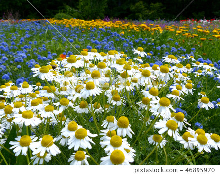 Chamomile fragrant Aoyama herb garden 46895970