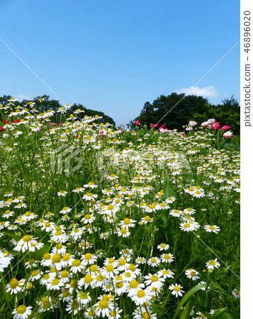 洋甘菊香青山藥草園 洋甘菊香青山藥草園 46896020