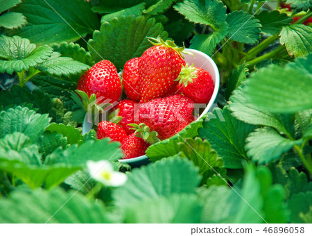 在碗裡的草莓 46896058