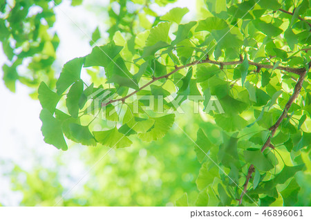 年輕的銀杏葉 46896061