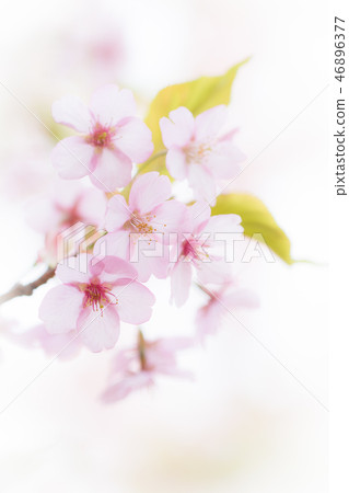 溫柔的櫻花樹 46896377