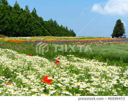 Chamomile scented colorful Aoyama herb garden 46896453