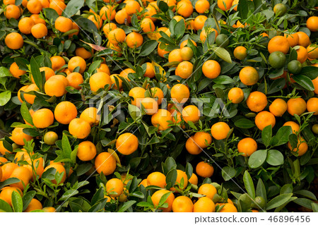 Kumquat, the decoration of Chinese lunar new year 46896456