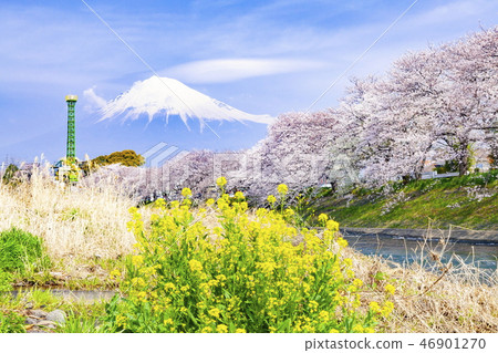 Mt. Fuji and cherry blossoms in full bloom at Ryuho, Fuji City, Shizuoka Prefecture 46901270