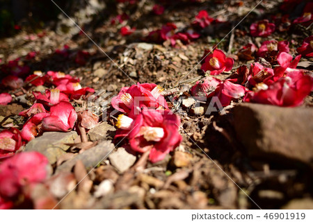 Natural landscape Natural landscape 46901919