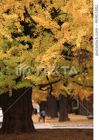 東京大學本鄉校園的秋葉 東京大學本鄉校園的秋葉 46901982
