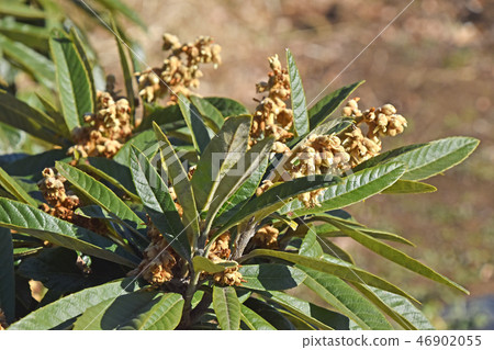 Loqui (loquat) 46902055