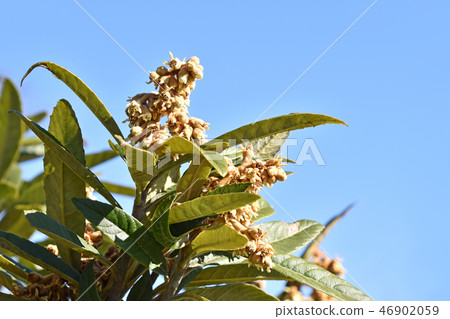 Loqui (loquat) 46902059