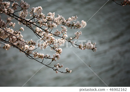 春天風景,櫻桃樹,小河,小河,春天! 春天風景,櫻桃樹,小河,小河,春天! 46902162