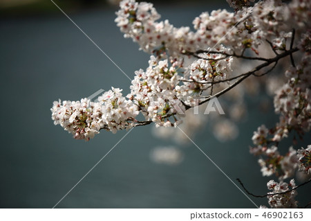 Spring landscape, cherry tree, stream, stream, spring! 46902163